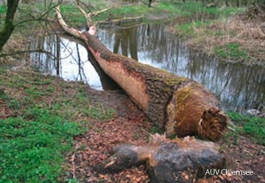 'Biber-Baum'