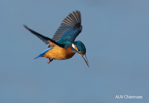 Eisvogel  ...