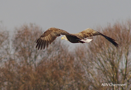 Seeadler  ...
