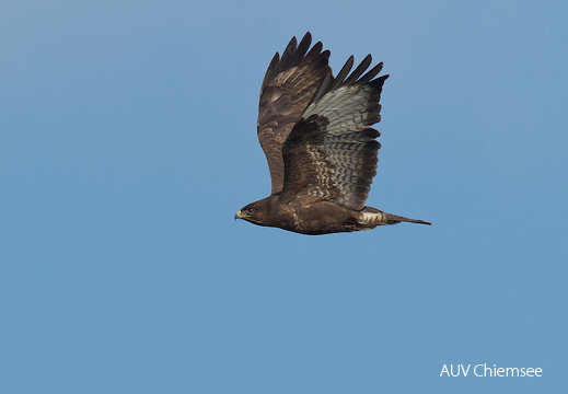 Mäusebussard