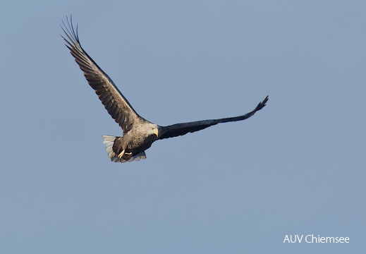Seeadler