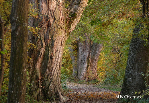 Herbstwanderung in Feldwies