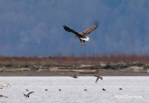 Seeadler