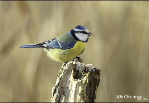 Blaumeise