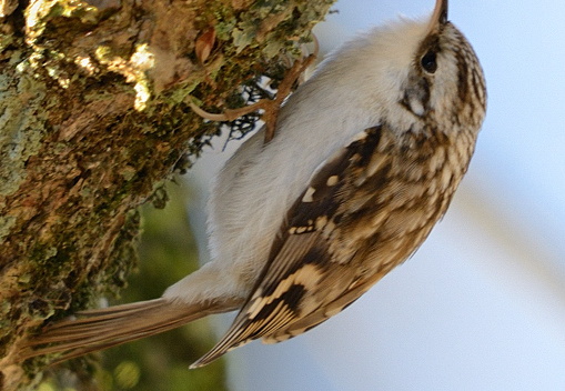 Waldbaumläufer