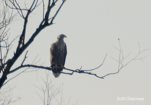 Seeadler