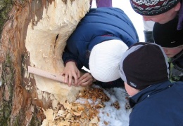 Baum mit vermessenden Kindern