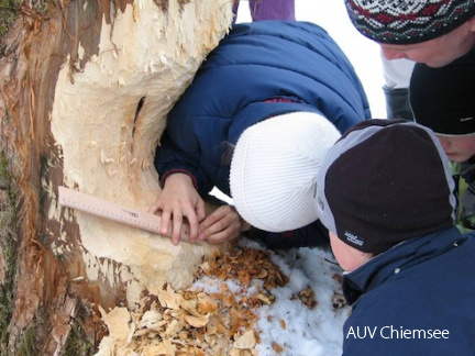 Baum mit vermessenden Kindern