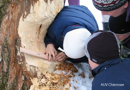 Baum mit vermessenden Kindern