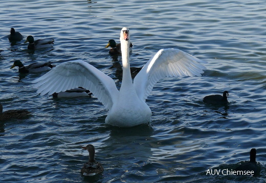 Höckerschwan