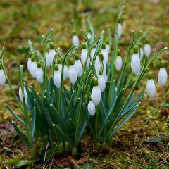 Schneeglöckchen