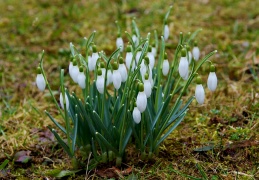 Schneeglöckchen