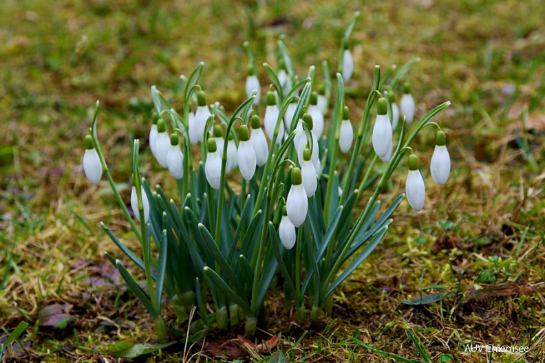Nach den strengen Frosttagen gings bei den Schneeglöckchen ganz schnell ans Licht<br />
im häuslichen Garten / 3.03.2012<br />
Foto: Johann Zimmermann AktNatBeo-120303-jz-Schneegloeckchen_JZI_0457_001.jpg