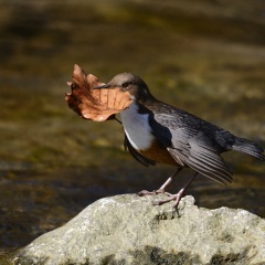 Wasseramsel  ...