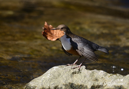 Wasseramsel  ...