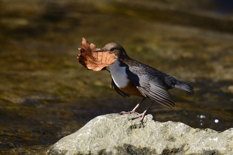 AktNatBeo-120307-jz-Wasseramsel_JZI_0512.jpg