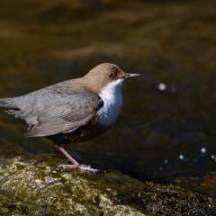 Wasseramsel