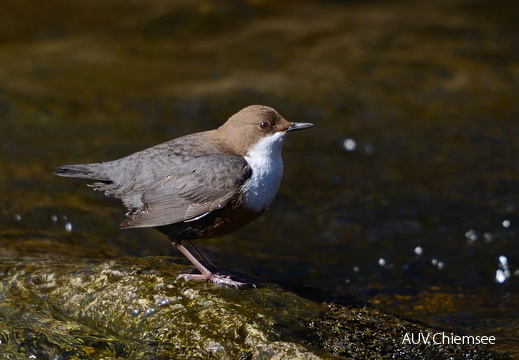 Wasseramsel