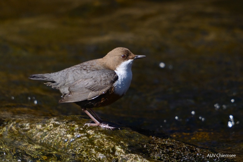 AktNatBeo-120307-jz-Wasseramsel_JZI_0575.jpg