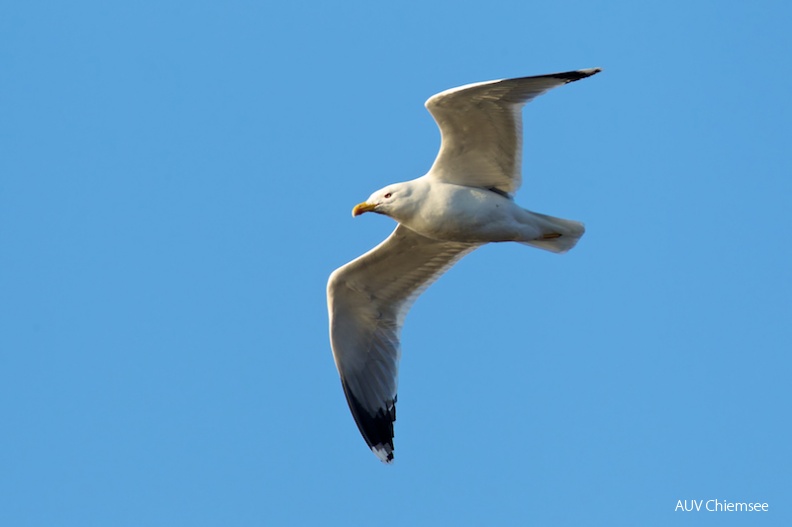 AktNatBeo-120318-hb-Mittelmeermoewe.jpg