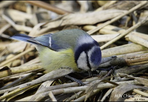 Blaumeise