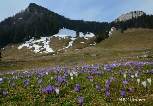 Krokusse