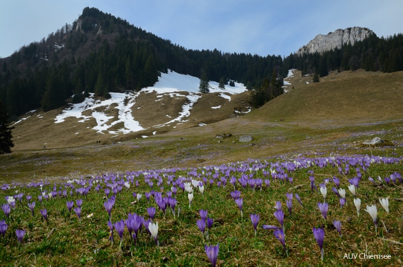 AktNatBeo-1203295-jz-Krokusse1_JZI_1462.jpg