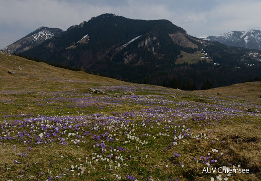 Krokusse