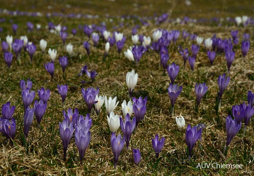 Krokusse