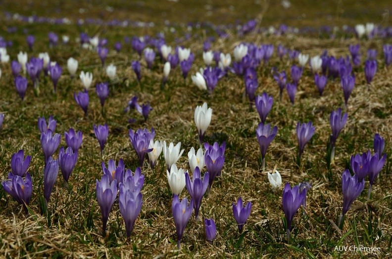 AktNatBeo-1203295-jz-Krokusse3_JZI_1453.jpg