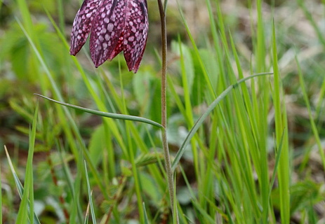 Schachblume