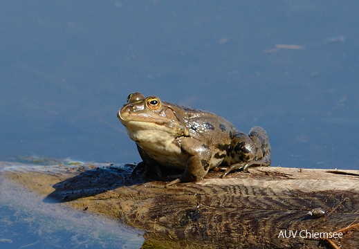 Seefrosch