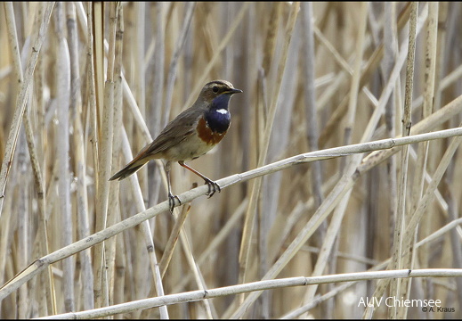 Blaukehlchen - Weibchen  ...