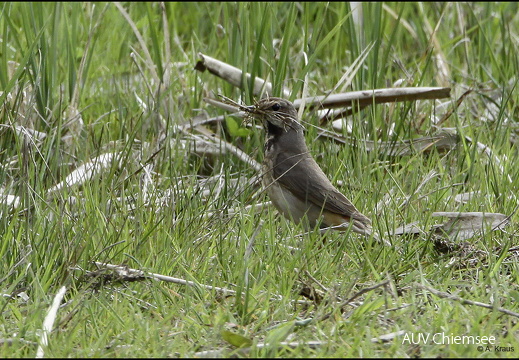 Blaukehlchen - Weibchen