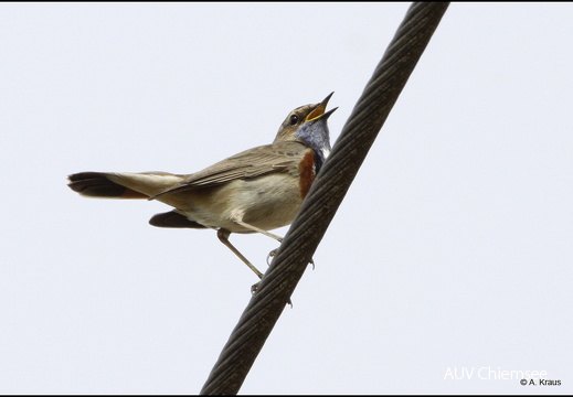Blaukehlchen - Männchen