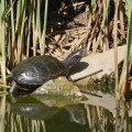 Europäische Sumpfschildkröte