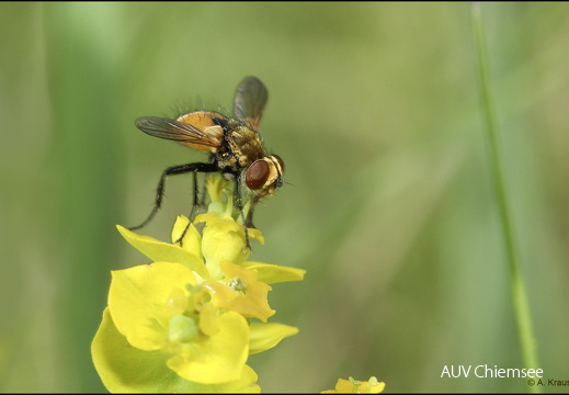 Raupenfliege