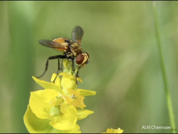 Raupenfliege