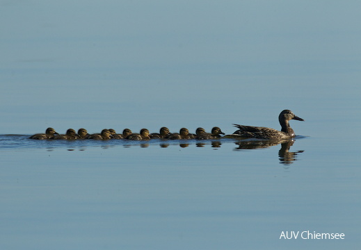 Stockente mit Nachwuchs  ...