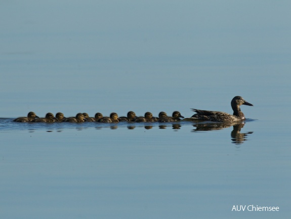 Stockente mit Nachwuchs  ...