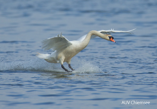 Höckerschwan