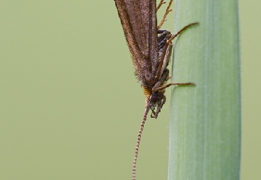 Köcherfliege