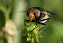 AktNatBeo-120602-ka-Volucella_pellucens