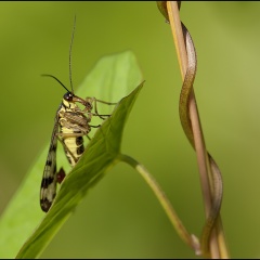 Skorpionfliegenmännchen