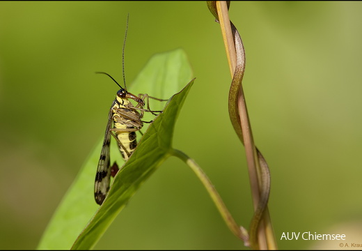 Skorpionfliegenmännchen