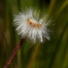 Distel - Samenstand