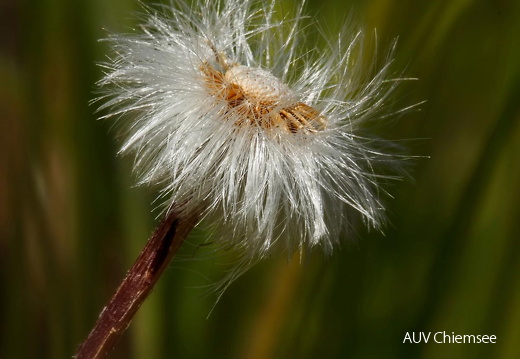 Distel - Samenstand