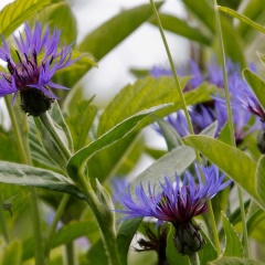 Bergflockenblumen