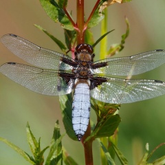 Plattbauch Libelle  ...