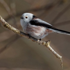 Schwanzmeise - Altvogel